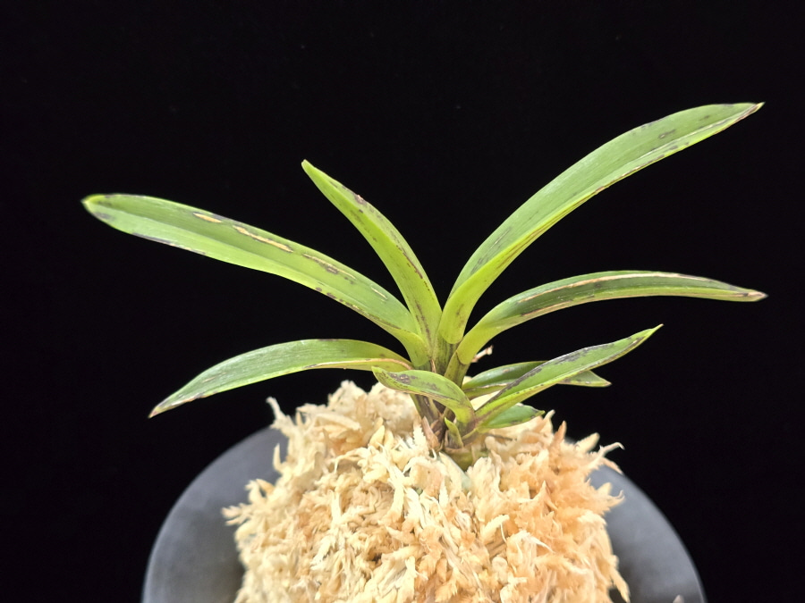 왕검 王儉 Wanggeom 왕검 王儉 Wanggeom