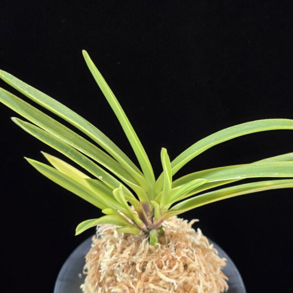 장생전 長生殿 Choseiden