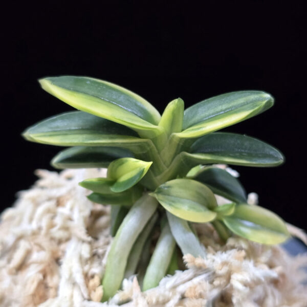 취월호 翠月湖 Chwiwolho(Seedling)