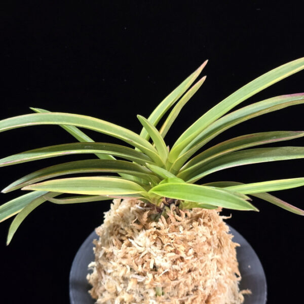 홍선 紅扇 Beniougi