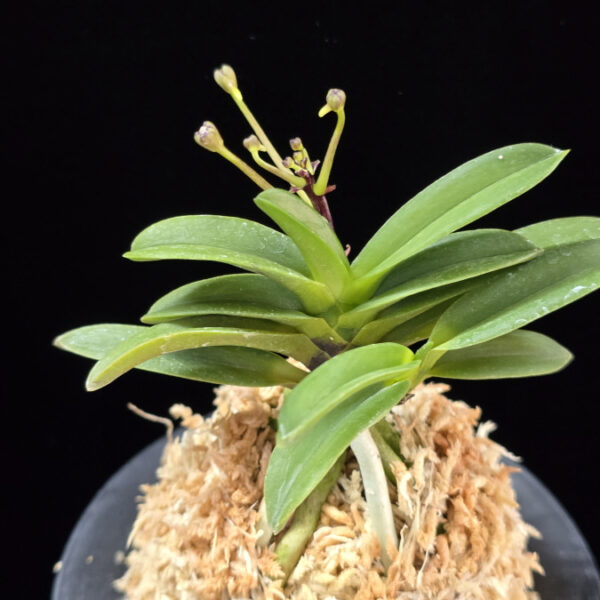 흑룡 黒龍 Kokuryu