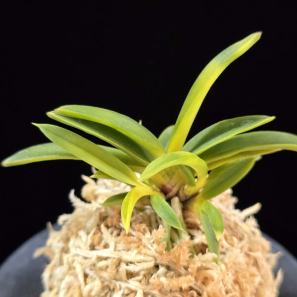 천모단 泉牡丹 Izumibotan