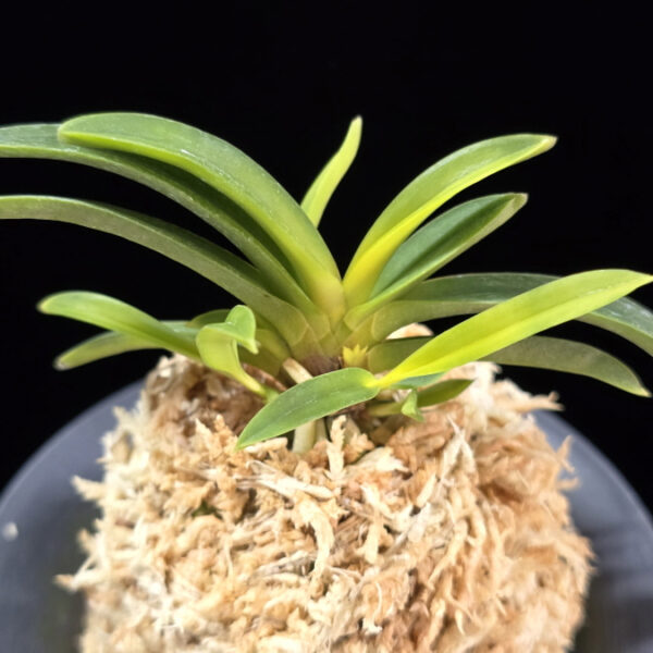 천모단 泉牡丹 Izumibotan