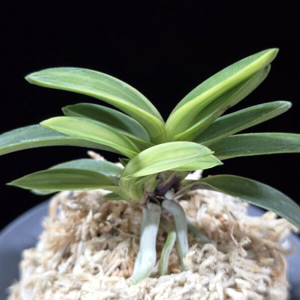 무명호 無名縞 Unnamed - Shima