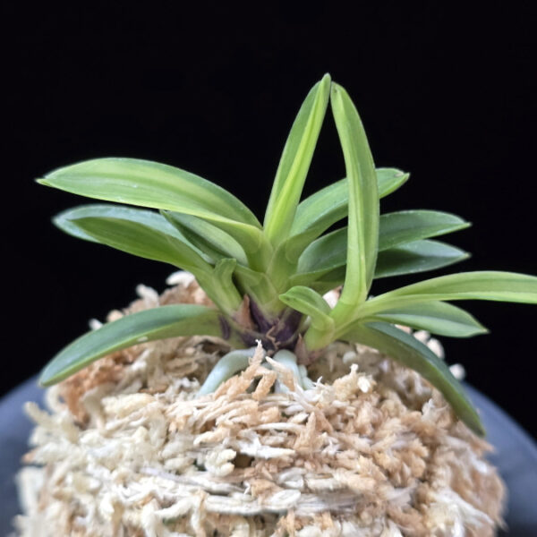 무명호 無名縞 Unnamed - Shima