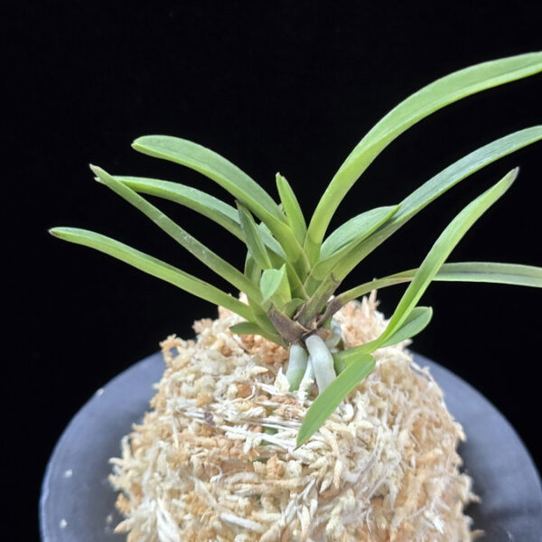 옥향로 玉香爐 Okhyangro(Tamakoro) (3spur)