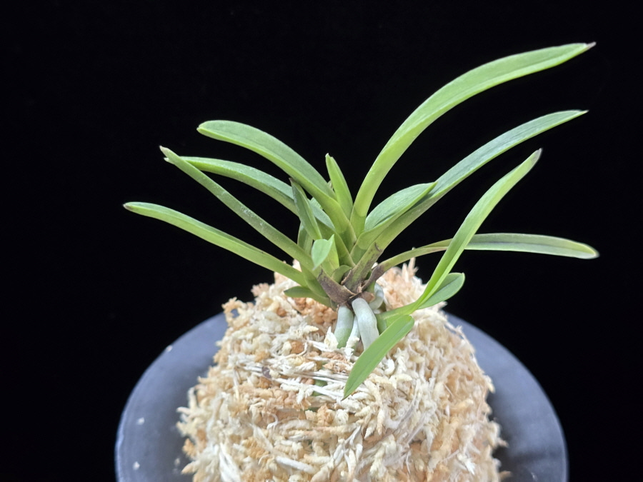 옥향로 玉香爐 Okhyangro(Tamakoro) (3spur) 옥향로 玉香爐 Okhyangro(Tamakoro) (3spur)