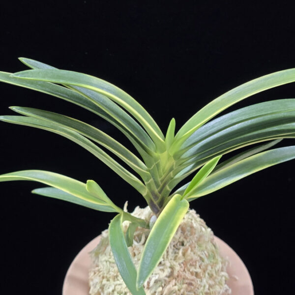 영호 影虎 Kagetora