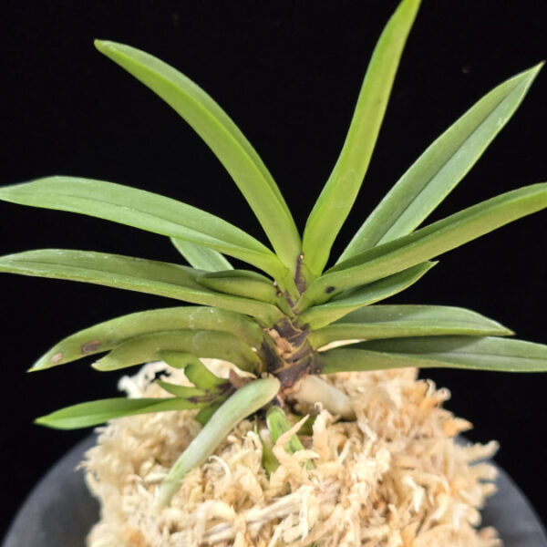 뇌호지검 瀬戸之剣 Seto no Tsurugi