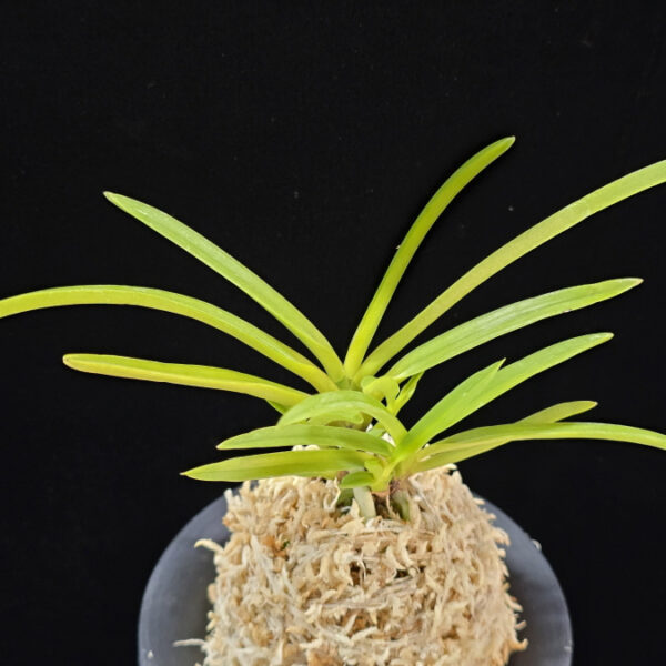 금성 金星 Kinboshi