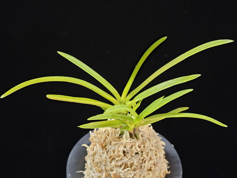 금성 金星 Kinboshi 금성 金星 Kinboshi