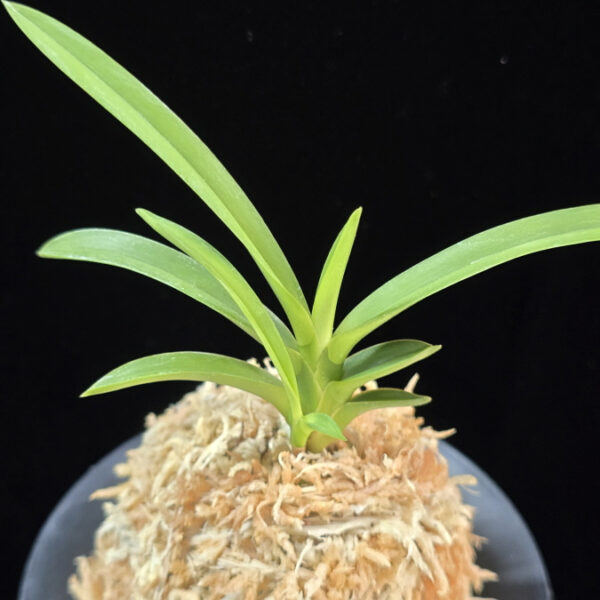 삼취전 三翠殿 Sansuiden