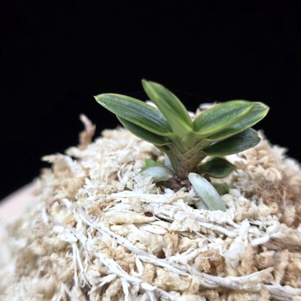 천흑 天黑 Cheonheuk