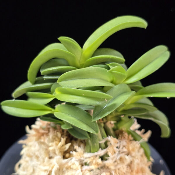 수해 樹海 Suhae(Jukai)