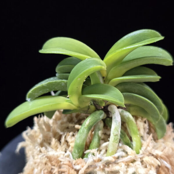 청운해 靑雲海 Seiunkai (Seikai*Zuiun)