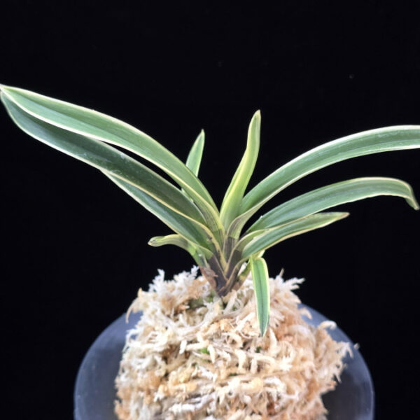 수백 琇白 Subaek