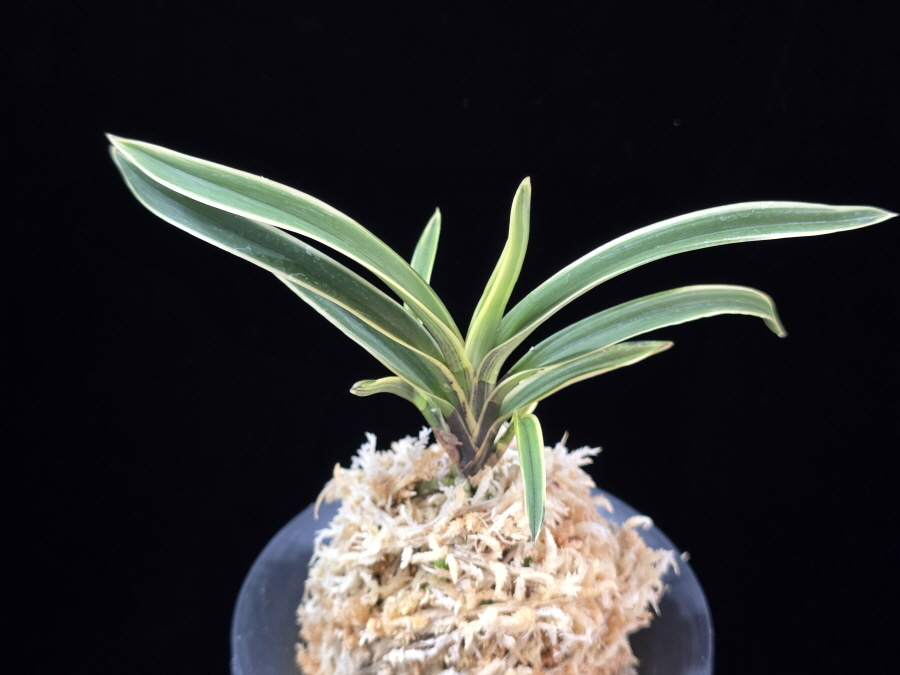 수백 琇白 Subaek 수백 琇白 Subaek