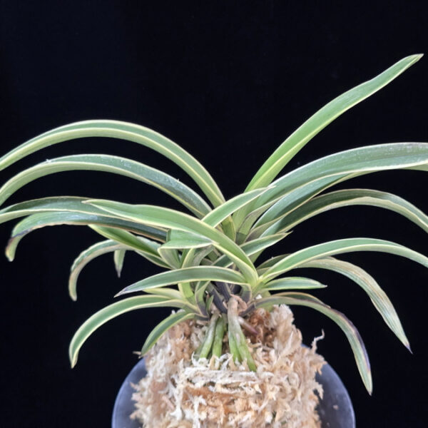 수백 琇白 Subaek