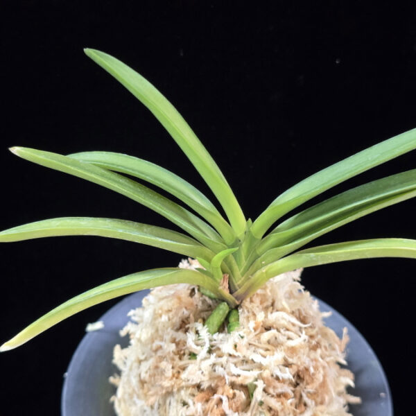 비지예 羆の誉 Higuma no Homare