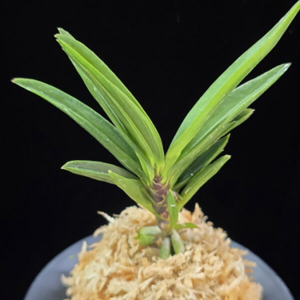 파격 破格(破天荒) Pagyeok(Hatenko)