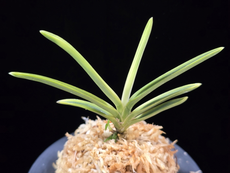 호박전 琥珀殿 Kohakuden 호박전 琥珀殿 Kohakuden