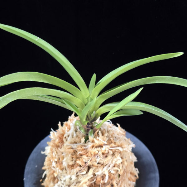 천녀지무 天女の舞 Tennyo no Mai