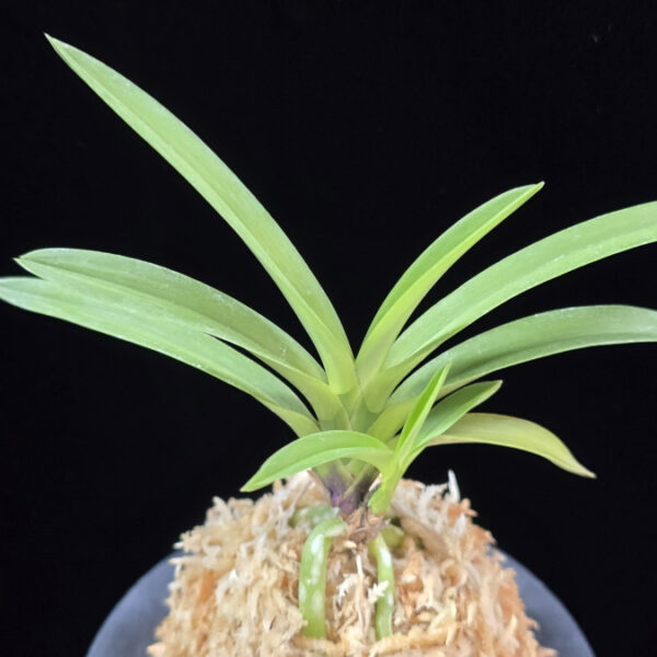 천녀지무 天女の舞 Tennyo no Mai