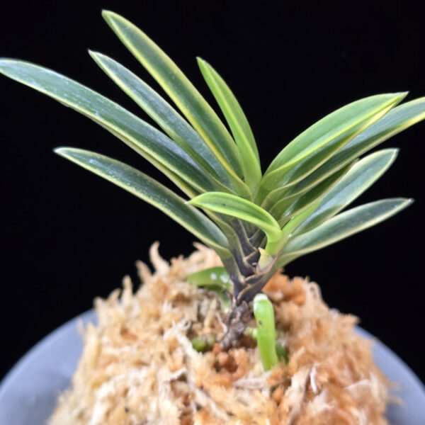 중야복륜 中野覆輪 Nakano fukurin