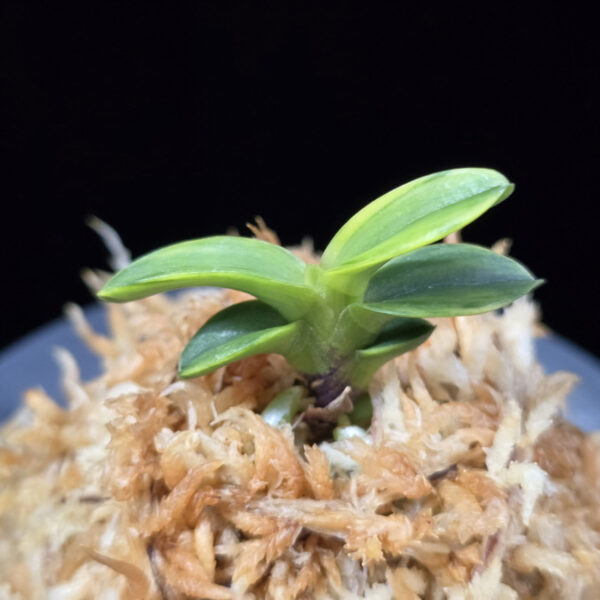 진주금 真珠錦 Shinjunishiki (Kuroshinju+Fugaku)