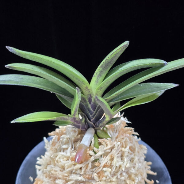 계명성 鷄鳴珹 Gyemyeongseong