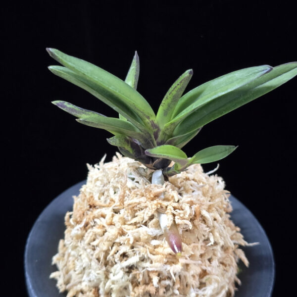 계명성 鷄鳴珹 Gyemyeongseong