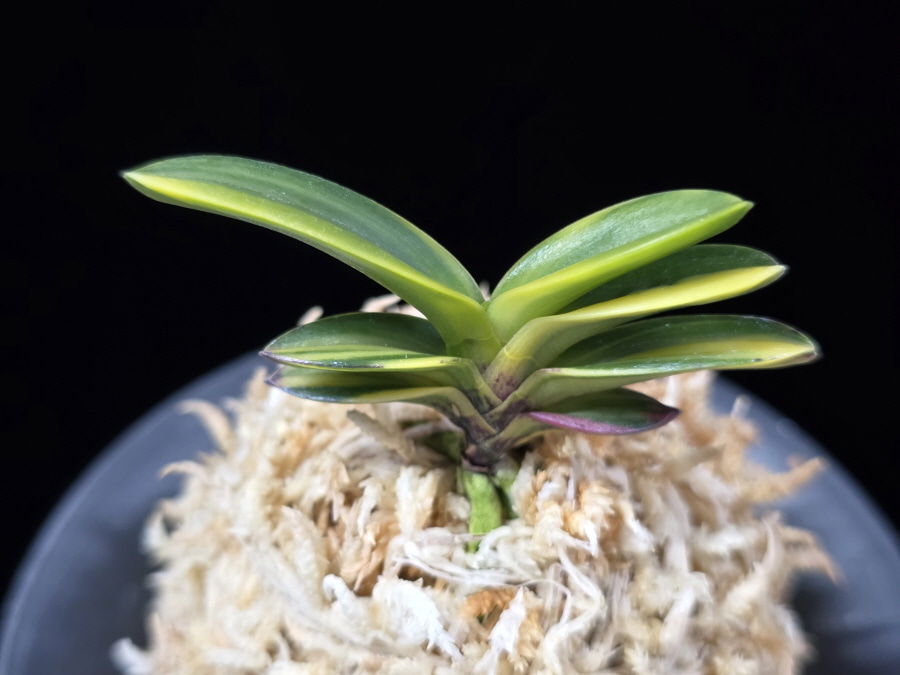 신락 神樂 Sinrak 신락 神樂 Sinrak