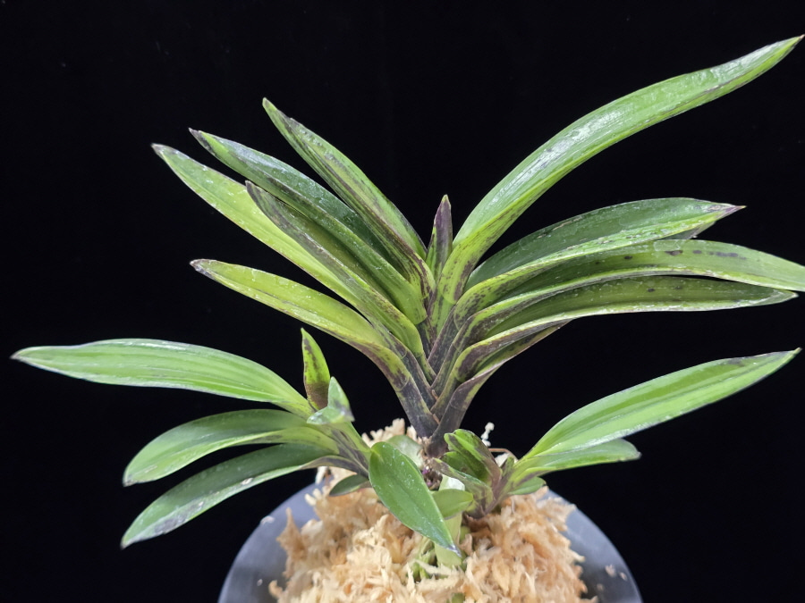 진묵 鎭墨 Jinmuk 진묵 鎭墨 Jinmuk