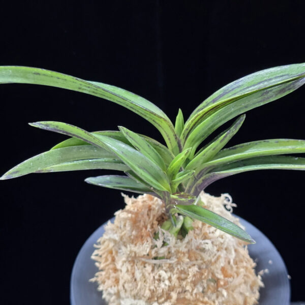 진묵 鎭墨 Jinmuk