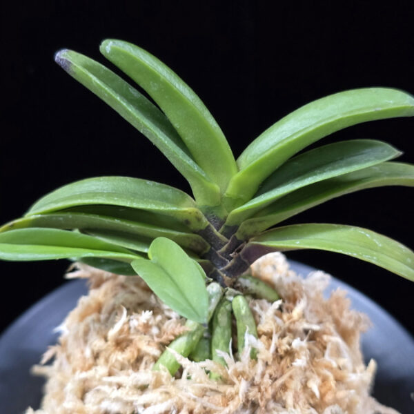 흑룡 黒龍 Kokuryu