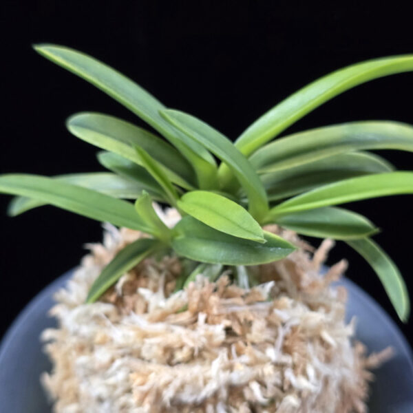 대호 大虎 Daeho (Onamisekai Tora)