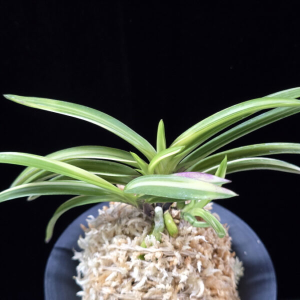 설계수 雪溪水 Seolgyesu (Setsuzan Shiroshima)