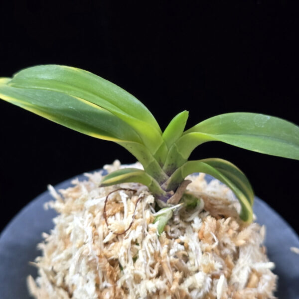 동해복륜 東海復輪 Tokai Fukurin