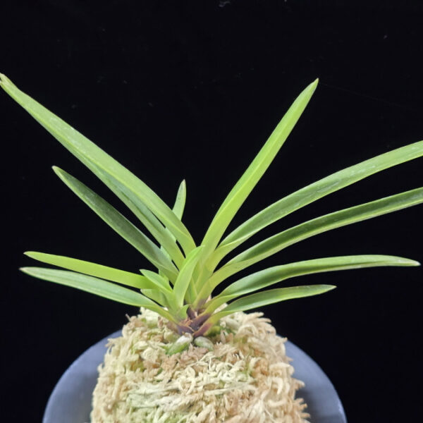 건국 建國 Kenkoku