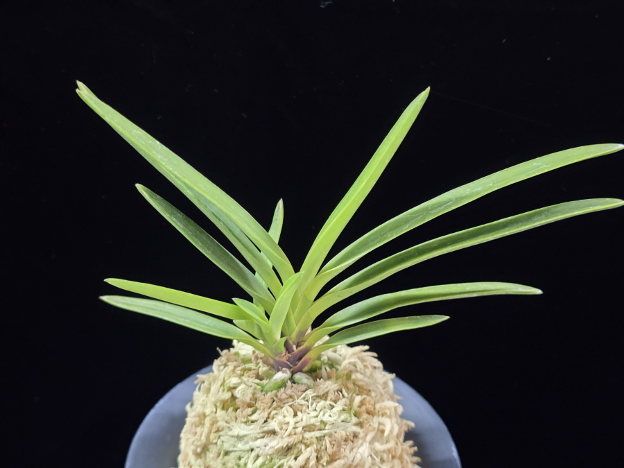 건국 建國 Kenkoku 건국 建國 Kenkoku