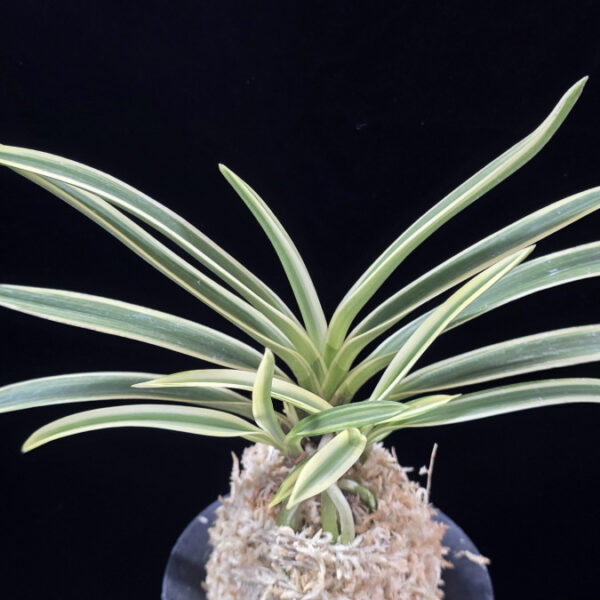 내위 匂威 Nioiodoshi