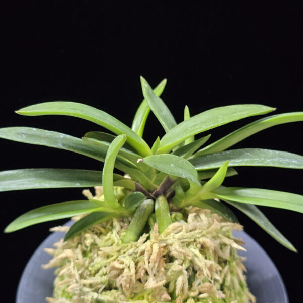 삼소전 三笑殿(万華境) Samsojeon(Mangekyo) (3 spur)