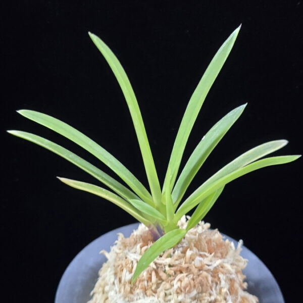 백봉 白鳳 Hakuhou