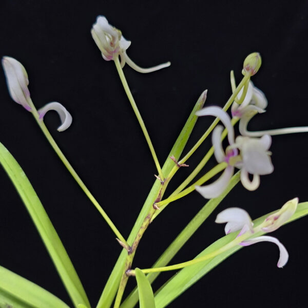 남국지무 南國之舞 Nangokunomai