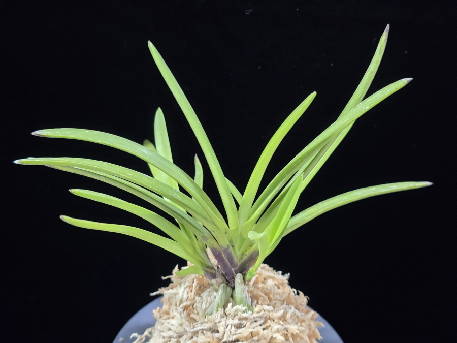 춘급전 春及殿 Shunkyuden 춘급전 春及殿 Shunkyuden