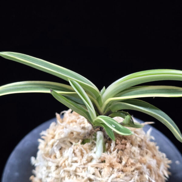 서학 西鶴 Saikaku