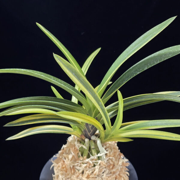 갈채 喝采 Galchae(Kassai)