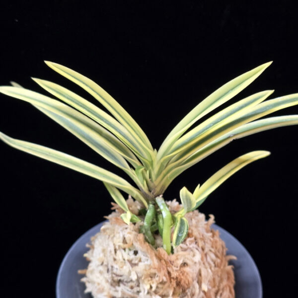 천혜복륜 天恵覆輪 Tenkei Fukurin