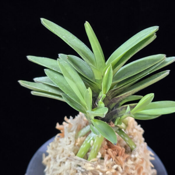 척령 鶺鴒 Sekirei