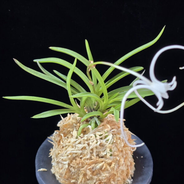 삼각산 三角山(曼珠沙華) Manjushage (3 spur)